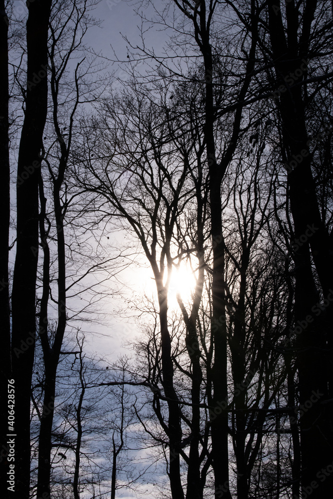 Beautiful trees in a forest in Vienna, Austria Beautiful trees in a forest in Vienna, Austria