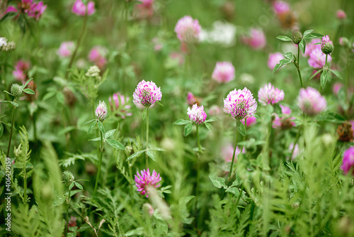 blooming pink clover in the meadow © Gioia