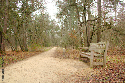 A wooden bench along a path in the forest with trees and leaves. Landscape in autumn on a cloudy day. 