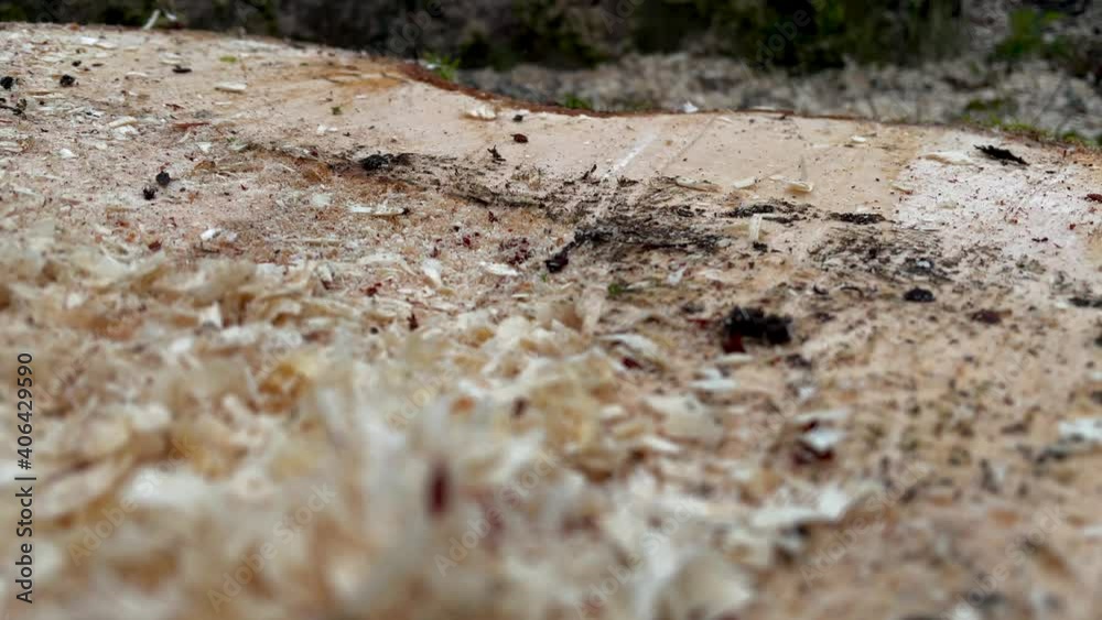 Macro tilt down of Sawdust Strewed On wooden tree trunk after cutting with chainsaw outdoors in forest. Macro tilt down of Sawdust Strewed On wooden tree trunk after cutting with chainsaw outdoors in forest.