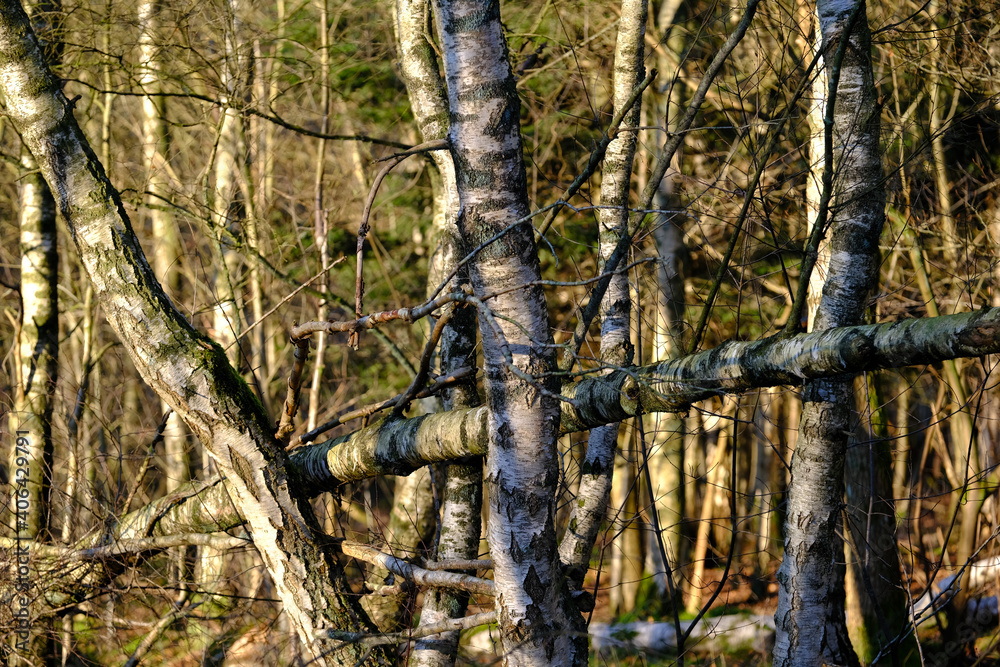 Fototapeta premium Sturmschaden in einem Birkenwald