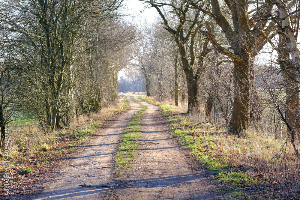 Naklejka premium Feldweg zwischen den Bäumen