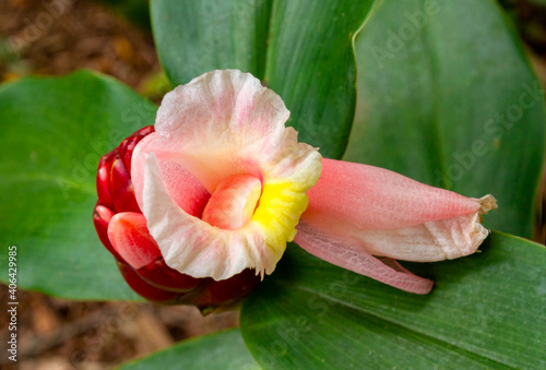 Costus Spiralis, Costaceae Plant Family photo