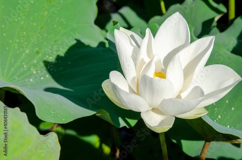Lotus flower blooming in summer pond with green leaves as background