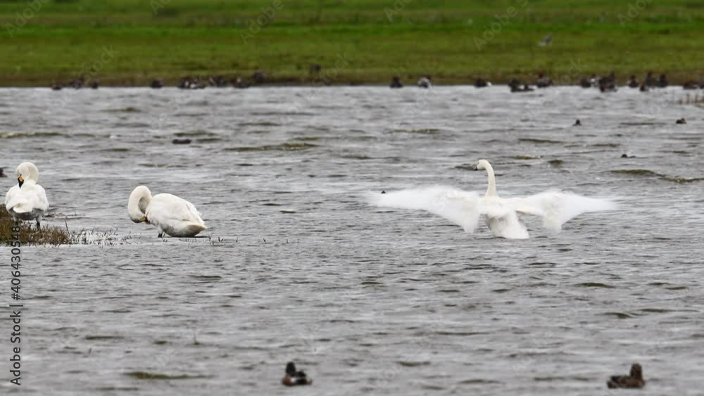 Whooper Swan (Cygnus cygnus) standing in shallow water, preening their feathers, Texel, the Netherlands Whooper Swan (Cygnus cygnus) standing in shallow water, preening their feathers, Texel, the Netherlands