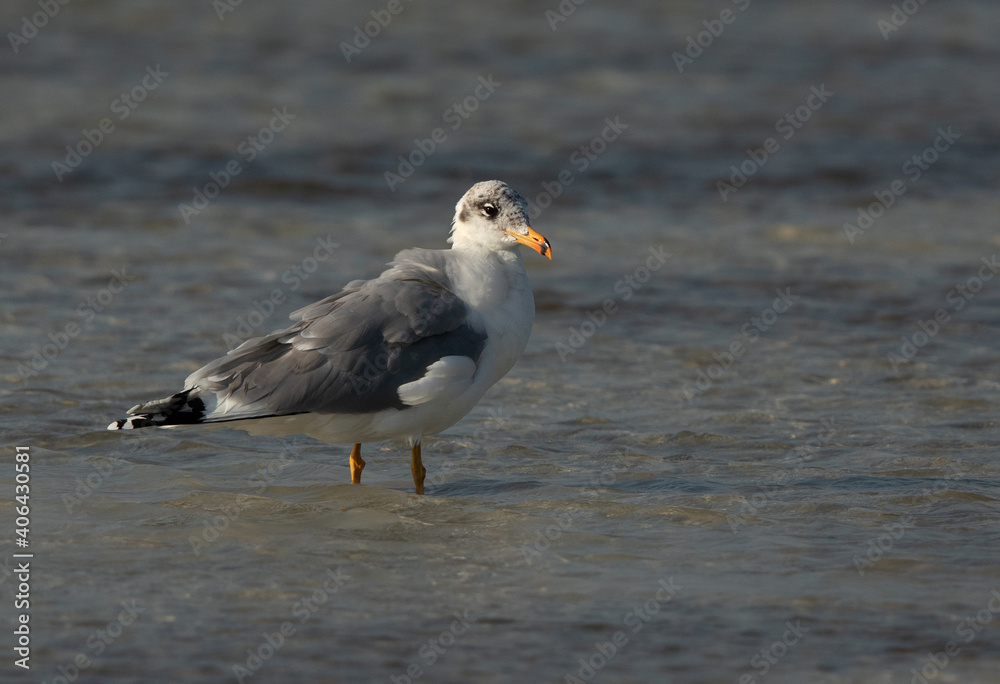 Portrait of a Great black-headed gull at Busiateen coast of Bahrain Portrait of a Great black-headed gull at Busiateen coast of Bahrain
