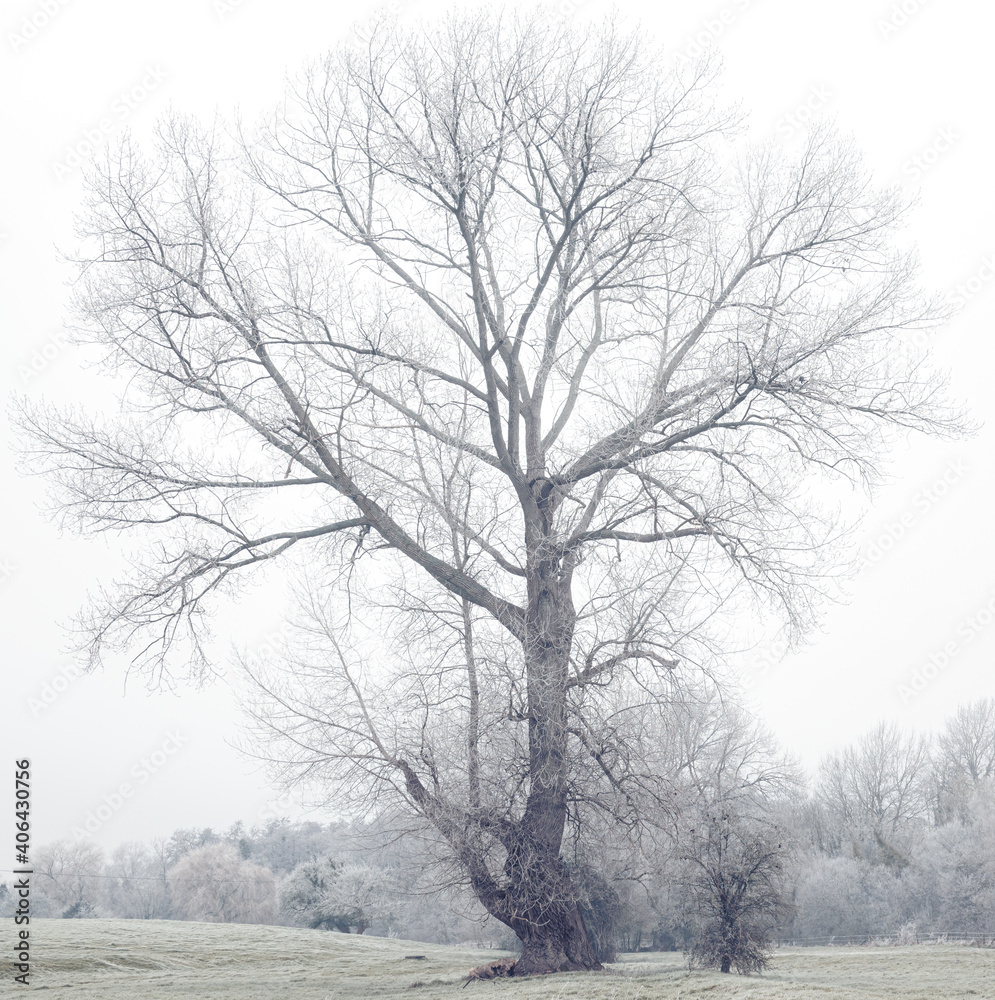 a huge majestic frosty snow covered oak tree