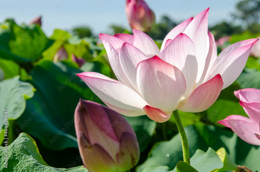 Beautiful pink lotus flower in blooming with green leaves as background Beautiful pink lotus flower in blooming with green leaves as background