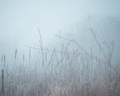 Foggy Marsh
