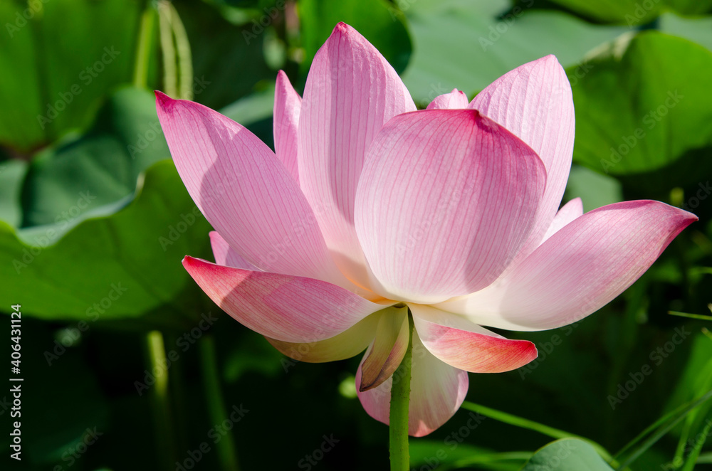 Close-up of lotus flower on the pond at sunrise. For thousands of years, the lotus flower has been admired as a sacred symbol. Close-up of lotus flower on the pond at sunrise. For thousands of years, the lotus flower has been admired as a sacred symbol.