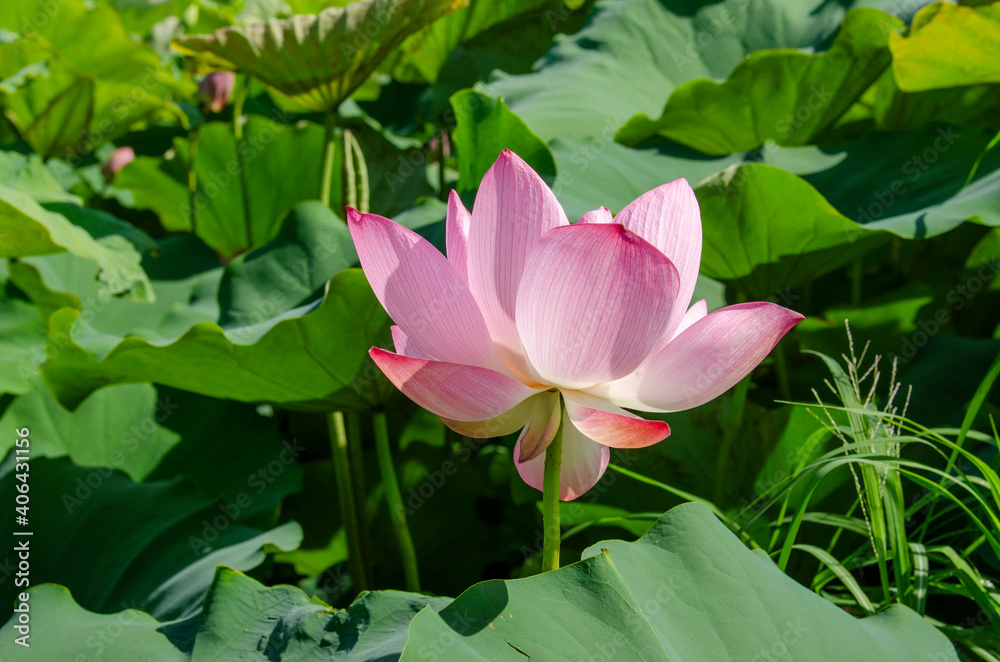 Beautiful pink lotus flower in blooming with green leaves as background Beautiful pink lotus flower in blooming with green leaves as background