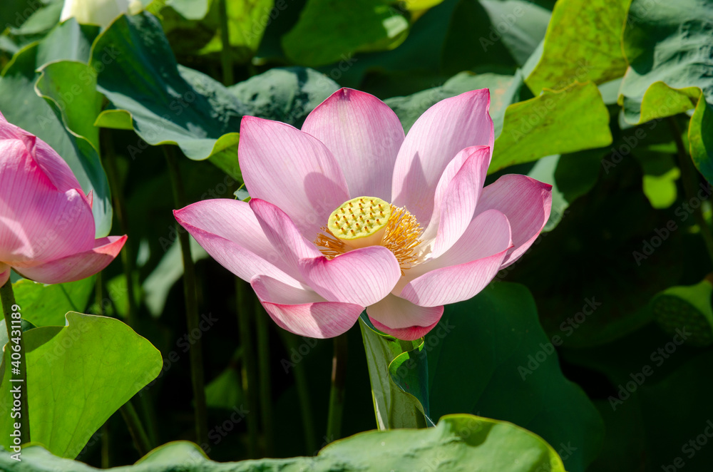 Close-up of lotus flower on the pond at sunrise. For thousands of years, the lotus flower has been admired as a sacred symbol. Close-up of lotus flower on the pond at sunrise. For thousands of years, the lotus flower has been admired as a sacred symbol.