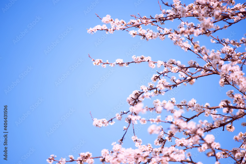 Branches of cherry with white flowers on sunny day on blue sky background in spring time.