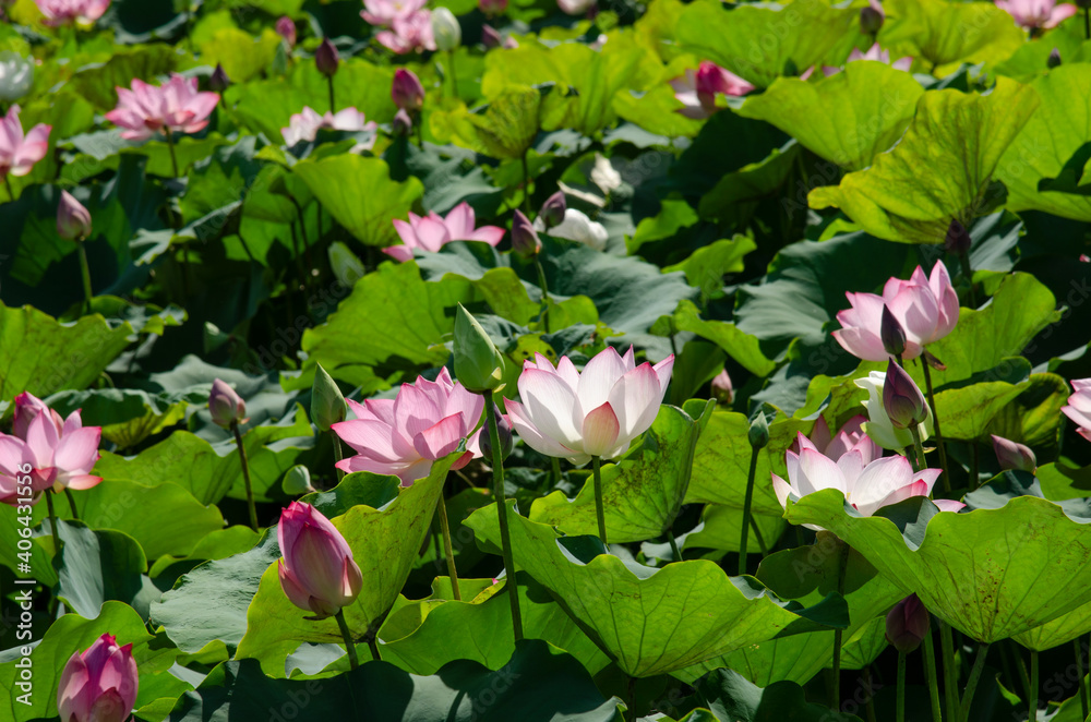 Lotus flower blooming in summer pond with green leaves as background Lotus flower blooming in summer pond with green leaves as background