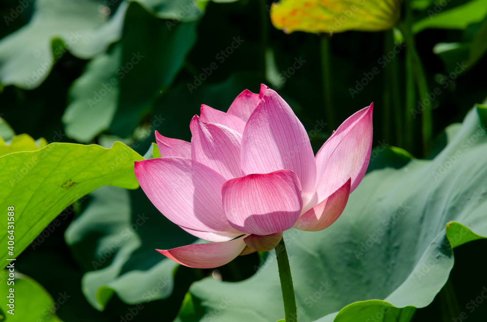 Beautiful pink lotus flower in blooming with green leaves as background Beautiful pink lotus flower in blooming with green leaves as background