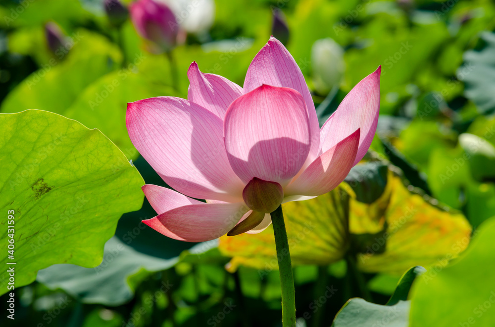 Lotus flower and green leaves lotus nature background in pond panoramic. Blank copy space