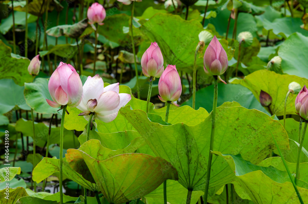 Lotus flower blooming in summer pond with green leaves as background Lotus flower blooming in summer pond with green leaves as background
