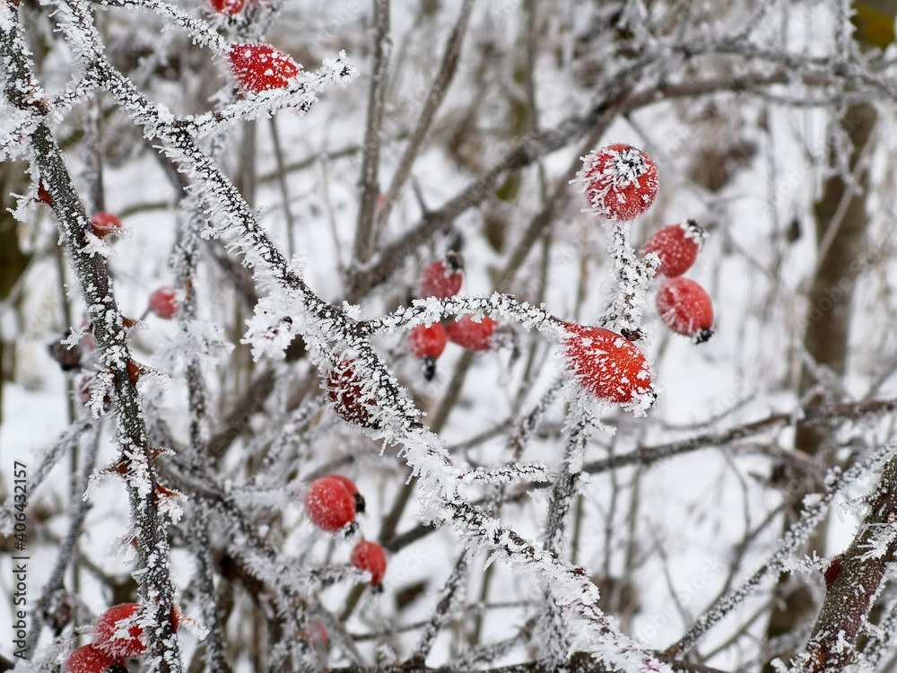 Hagebutten einer Rose mit Dornen gefroren im Winter. Mit Schnee im Hintergrund.