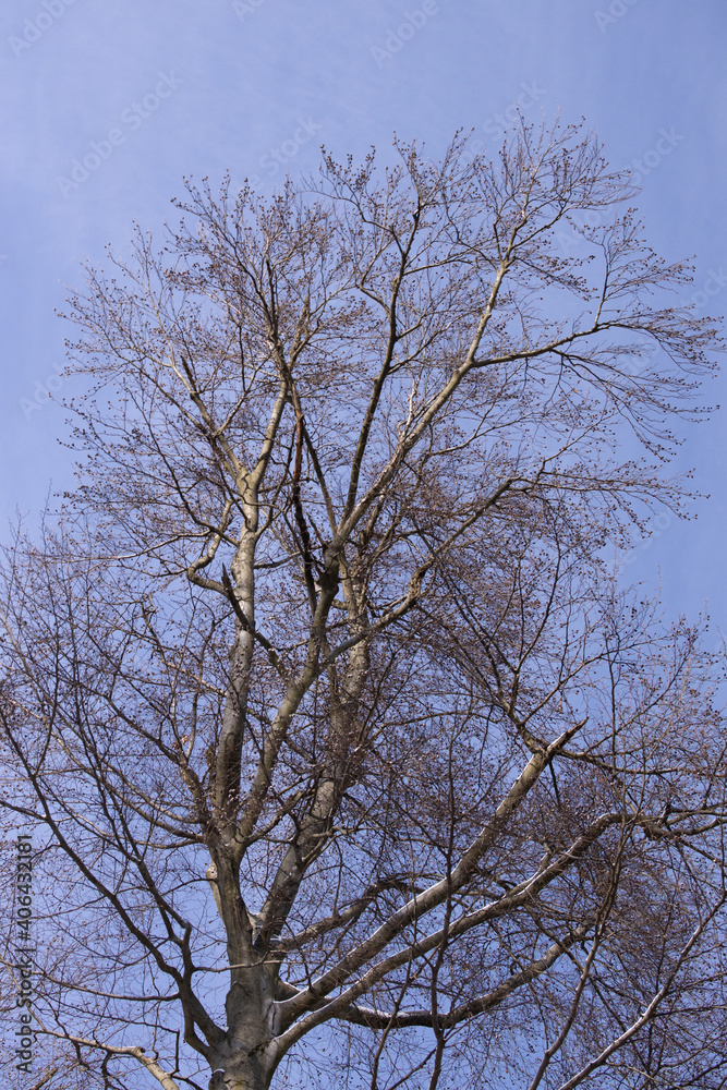 Beautiful trees in a forest in Vienna, Austria Beautiful trees in a forest in Vienna, Austria