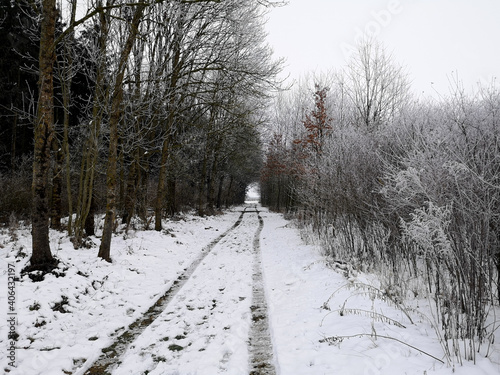 Photos Verschneiter Weg durch den Wald, mit Bäumen und Sträuchern an der Seite