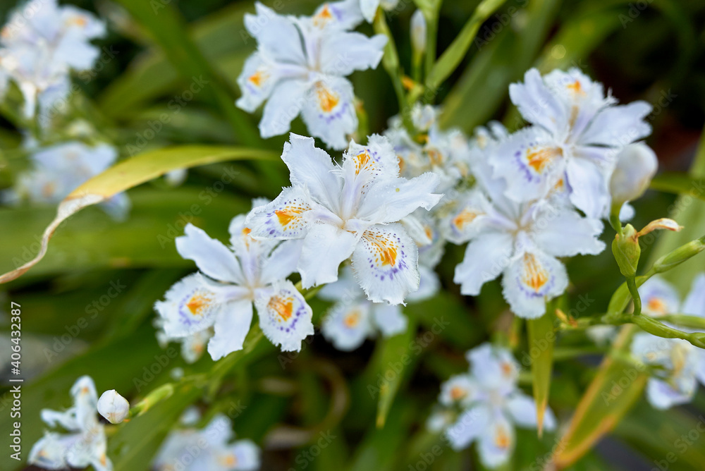 Iris japonica