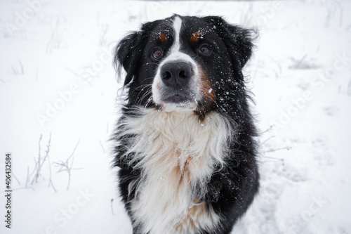 Bernese mountain dog with snow on his head. Happy dog walk in winter snowy weather