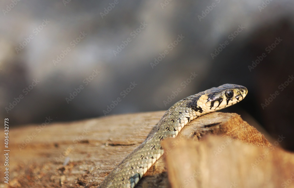 Wild Snakes on a Wooden Background, Forest Life, Closeup Snake Head, Animal Closeup. Wild Snakes on a Wooden Background, Forest Life, Closeup Snake Head, Animal Closeup.