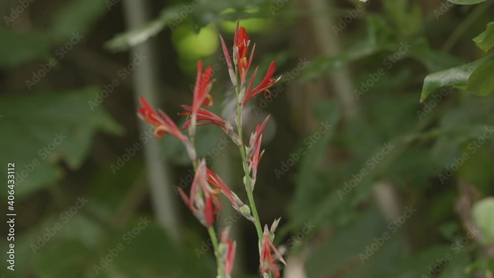 Red exotic flower in the macrophotography. Red exotic flower in the macrophotography.
