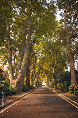 Tree lined avenue in the center of Bolsena, Lazio, Italy