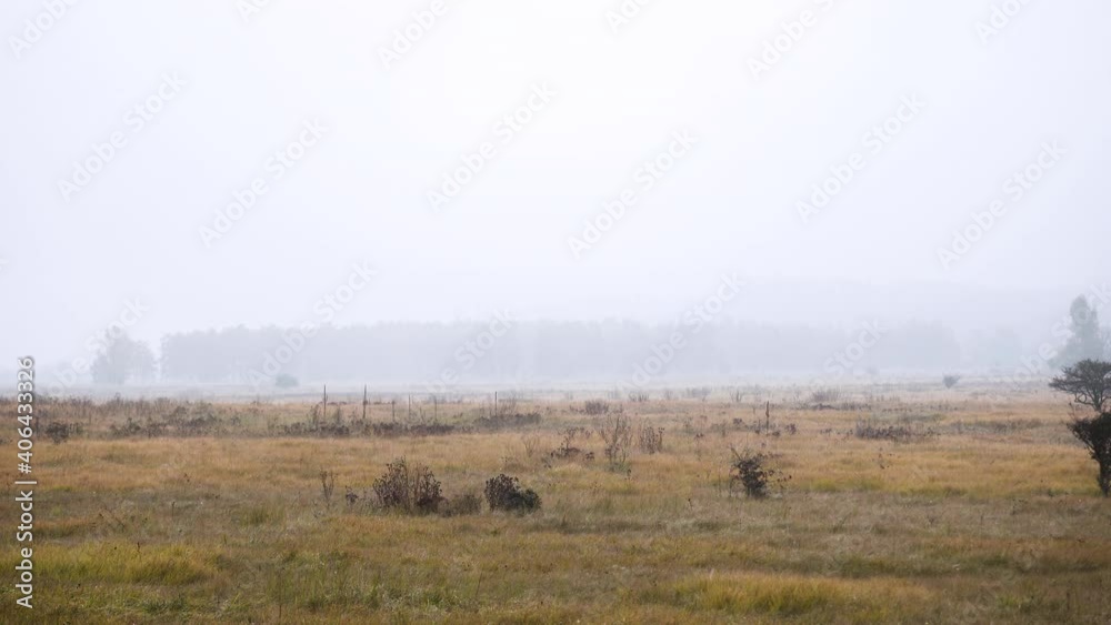 Grassy windswept highland heath on a foggy autumn day,Czechia. Grassy windswept highland heath on a foggy autumn day,Czechia.