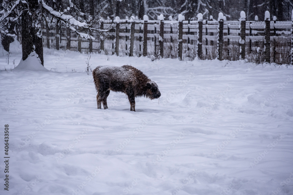 large brown Central Russian bison in winter conditions in the reserve large brown Central Russian bison in winter conditions in the reserve