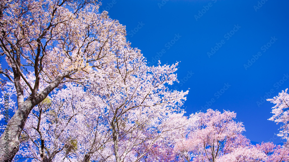 青空と桜 ソメイヨシノ