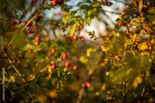 Autumn red rosehips in the countryside of Worcestershire UK