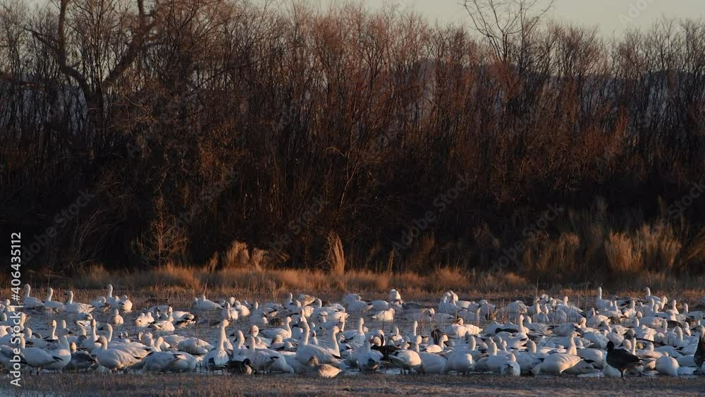 custom made wallpaper toronto digitalLarge flock of white snow geese take of en masse all together after standing in shallow water in the early morning golden light at the Bosque del Apache  Wildlife Refuge in New Mexico, USA.