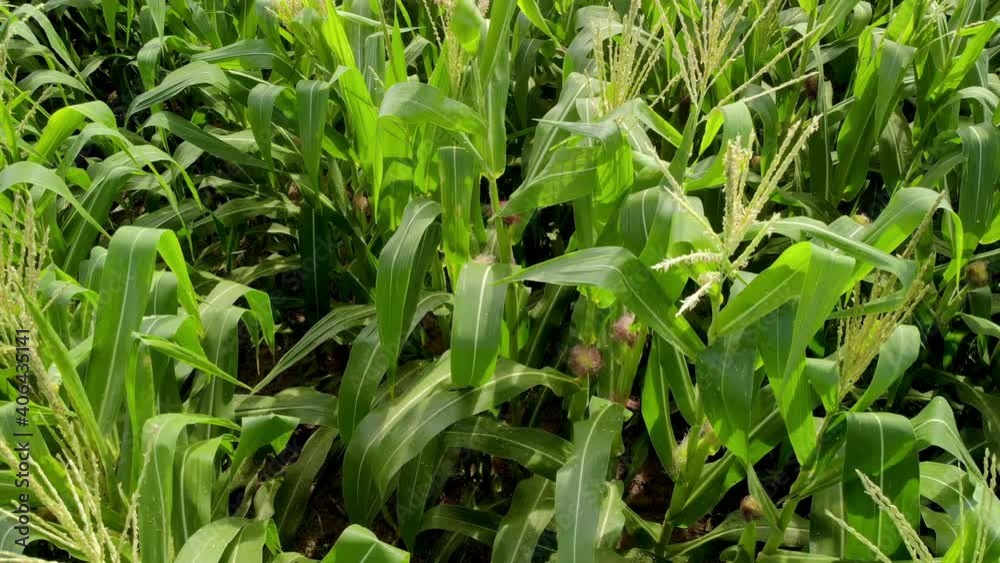 Green Maize Corn Field Plantation In Summer Agricultural Season. Flight Above Green Corn Field During Sunny Summer Day. Green Maize Corn Field Plantation In Summer Agricultural Season. Flight Above Green Corn Field During Sunny Summer Day.