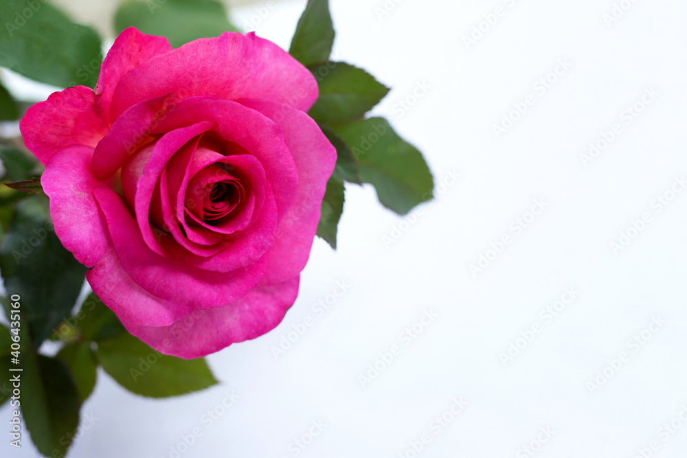 Rose on white background. Valentine's day concept background Rose on white background. Valentine's day concept background