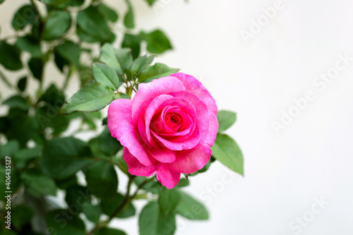 Pink rose flower plant on white background. Copy space