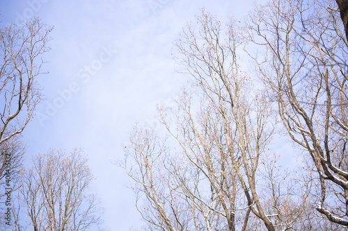 Beautiful trees in a forest in Vienna, Austria © Dreh & Schnitt 