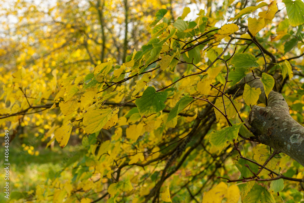 Fototapeta premium Golden Autumn leaves in the countryside of Worcestershire UK