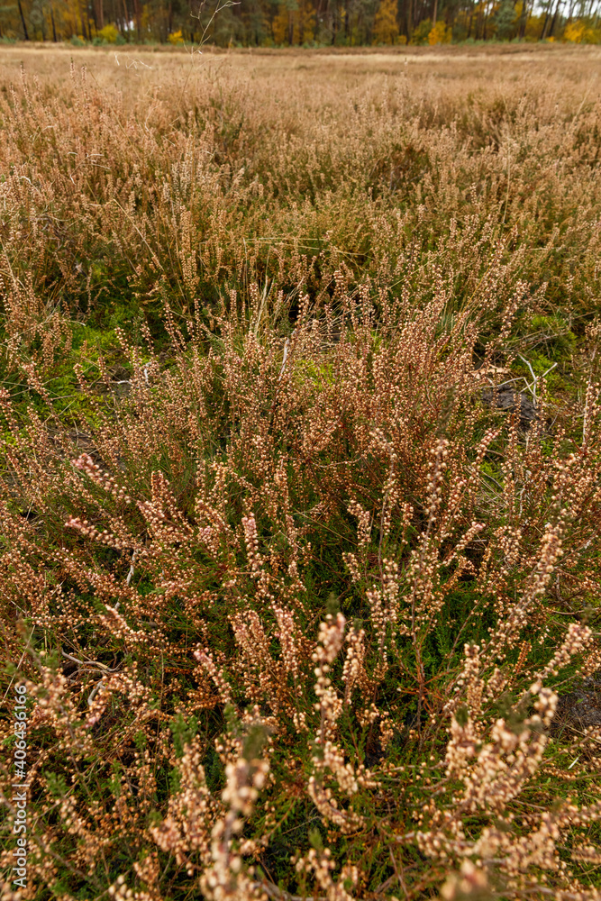 Kirchdofer Heide in Niedersachsen, Deutschland im späten Herbst Kirchdofer Heide in Niedersachsen, Deutschland im späten Herbst