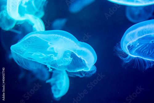 Blurry Colorful Jellyfishes floating on waters. Blue Moon jellyf photo