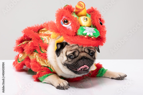 Happy dog pug breed in Chinese New Year Lion dance costume for Happy and lucky year © 220 Selfmade studio