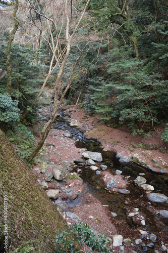 stream in the forest