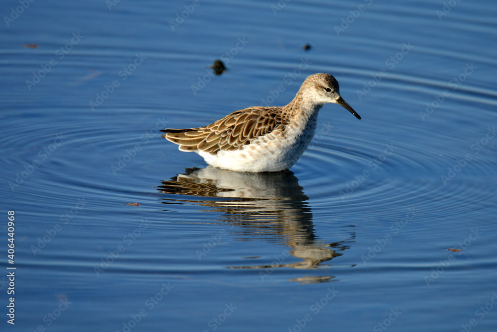 Bird in shallow waters looking for food to feed its young babies showing its beautiful reflection in the mirror water
