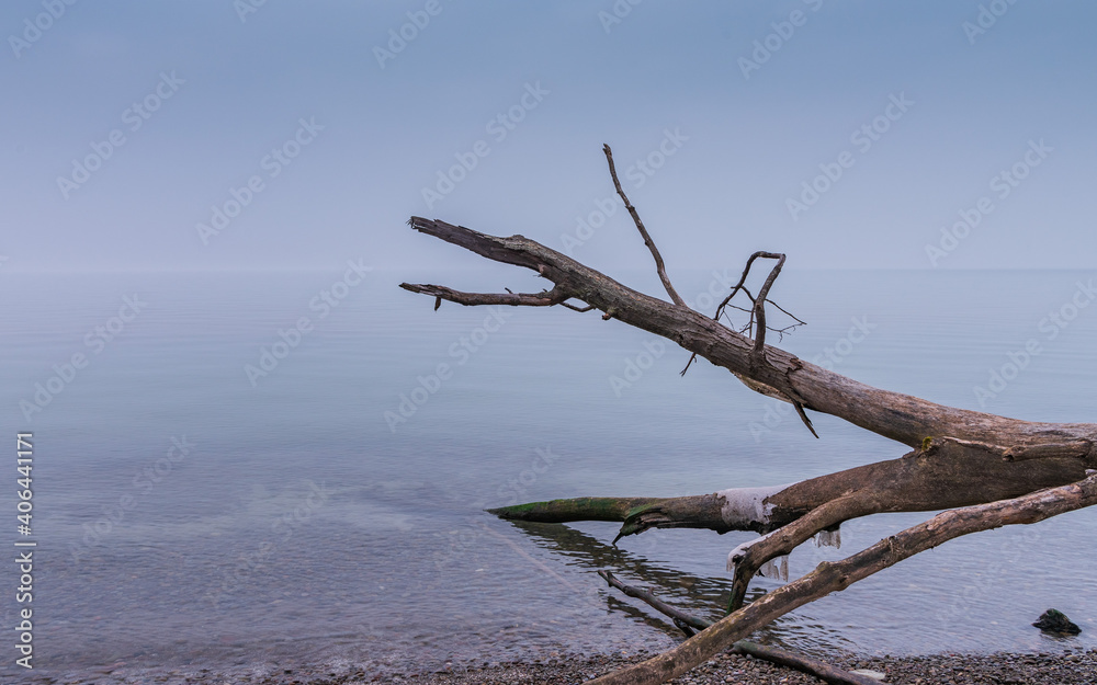 Dead tree on beach; increasing water levels and erosion