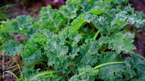 farmer gardener used Watering can for water for green kale