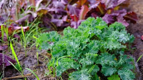 farmer gardener used Watering can for water for green kale