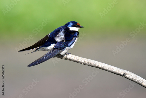 White-Throated Swallow cleaning itself in the sun after bathing in the river, taken in Maryvale in South Africa © Phillip