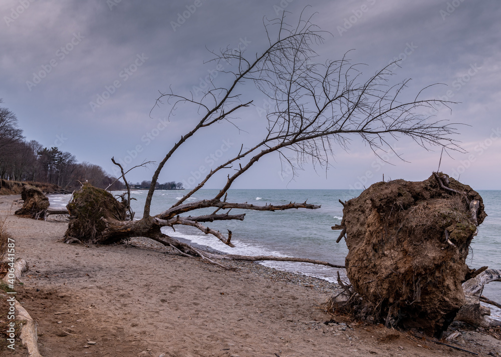 Dead tree on beach; increasing water levels and erosion Dead tree on beach; increasing water levels and erosion
