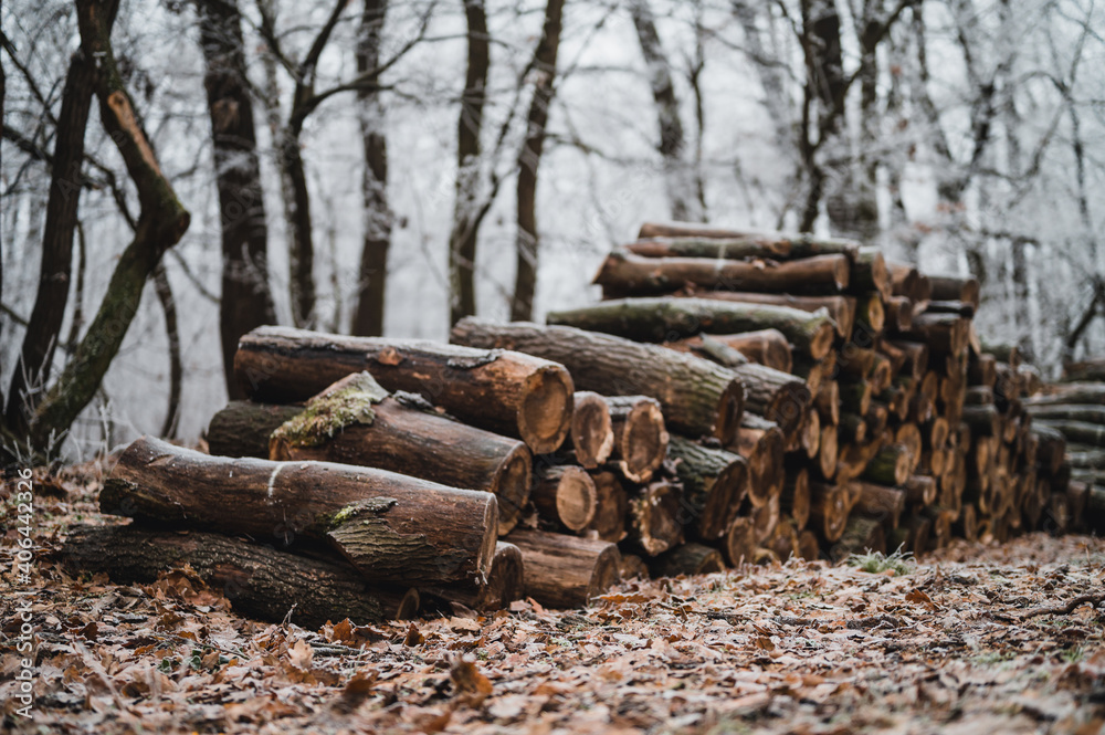 Log trunks pile, the logging timber forest wood industry. Banner or panorama of wood trunks timber harvesting in forest. Wood cutting in winter forest. Log trunks pile, the logging timber forest wood industry. Banner or panorama of wood trunks timber harvesting in forest. Wood cutting in winter forest.
